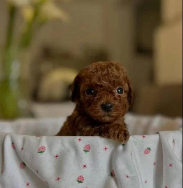Kore Toy Poodle Yurt Dısından Geldiler