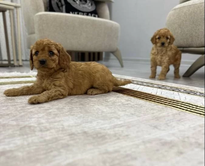 Muhteşem Sevimli Toy Poodle