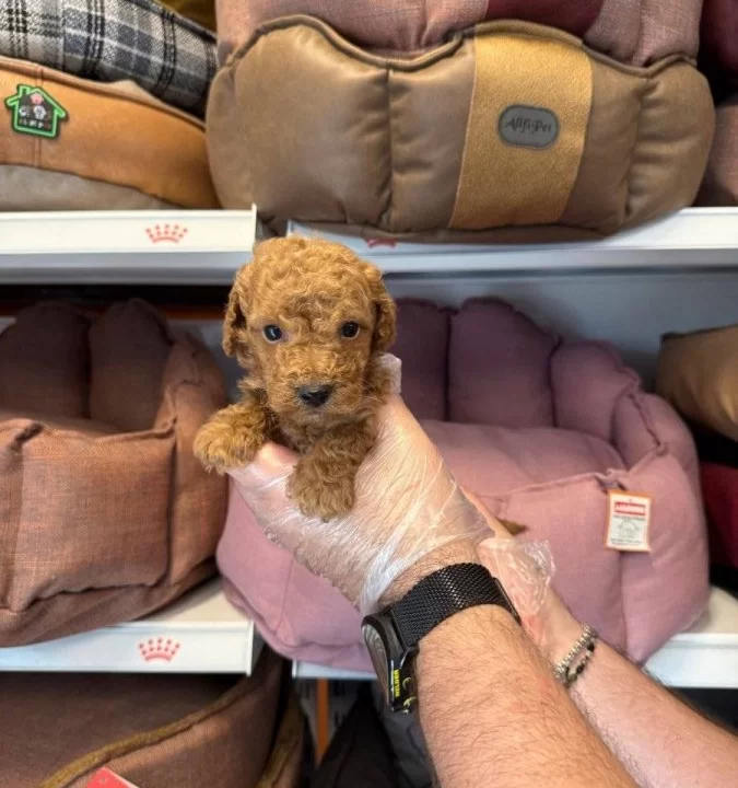 Tea Cup Kore Toy Poodle Bebeklerimiz
