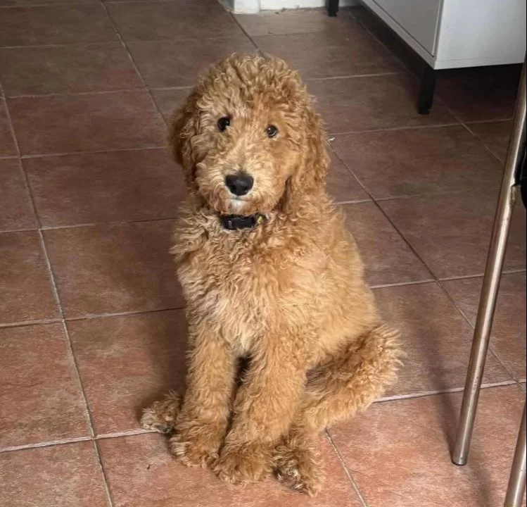 Standart Boy Toy Poodle