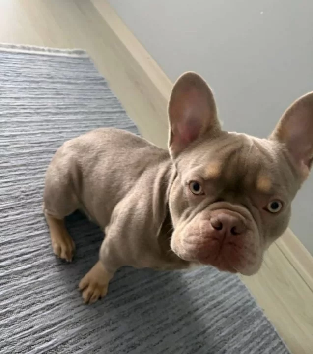 Sosyal Karakterli Fransız Bulldog