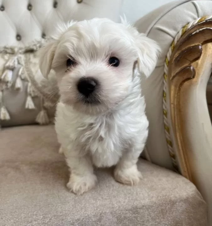 Kilo Garantili Kore Kan Maltese Terrier Bebekler