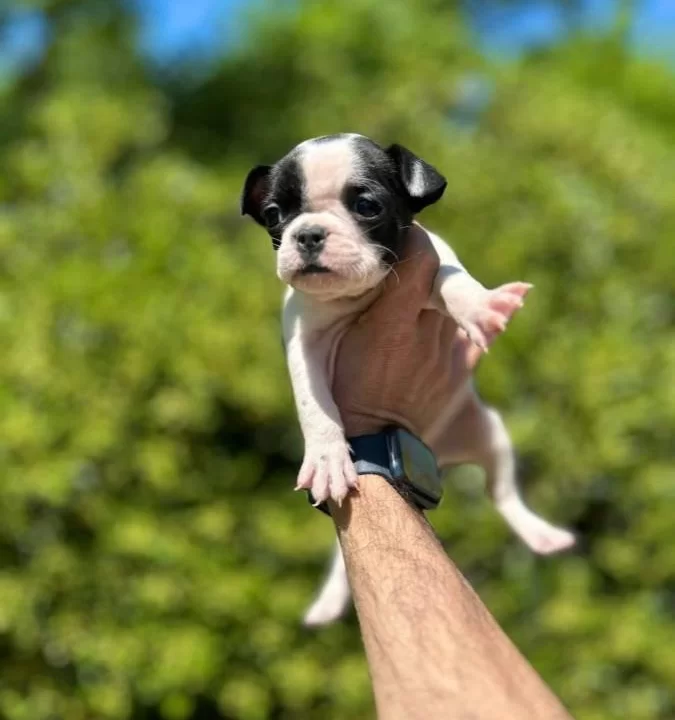Cok Sevimli Sirin Ve Oyuncu French Bulldog Yavrularımız