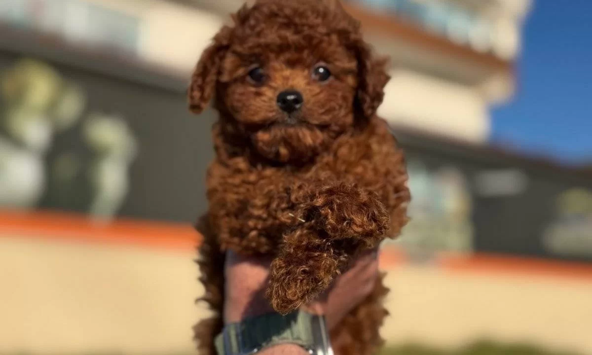 Show Kalite Tea Cup Kore Poodle Yavrularımız
