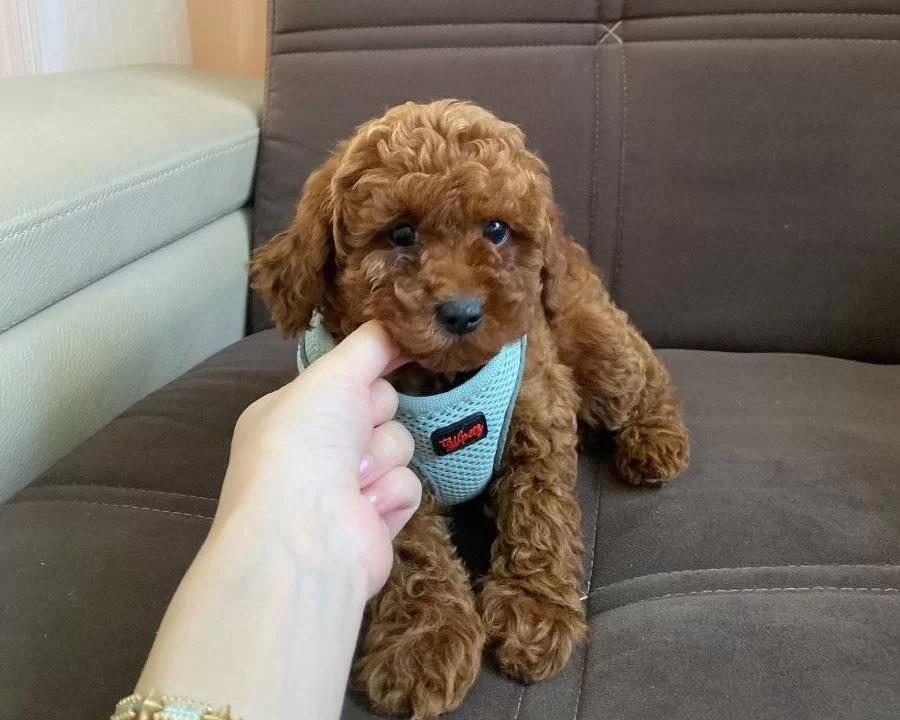 Saglik Irk Garantili Toy Poodle Bebekler