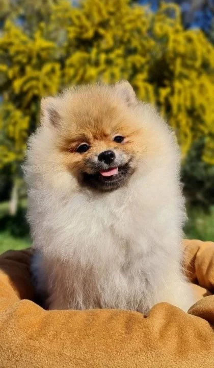 6 5 Aylık Secereli Disi Pomeranian