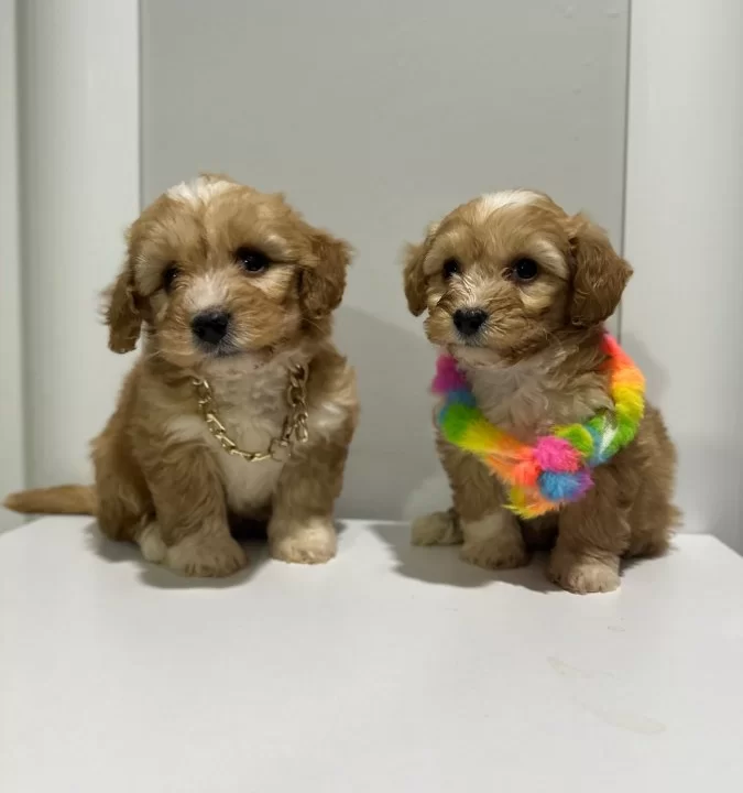 Kore Maltipoo Yavrularımız