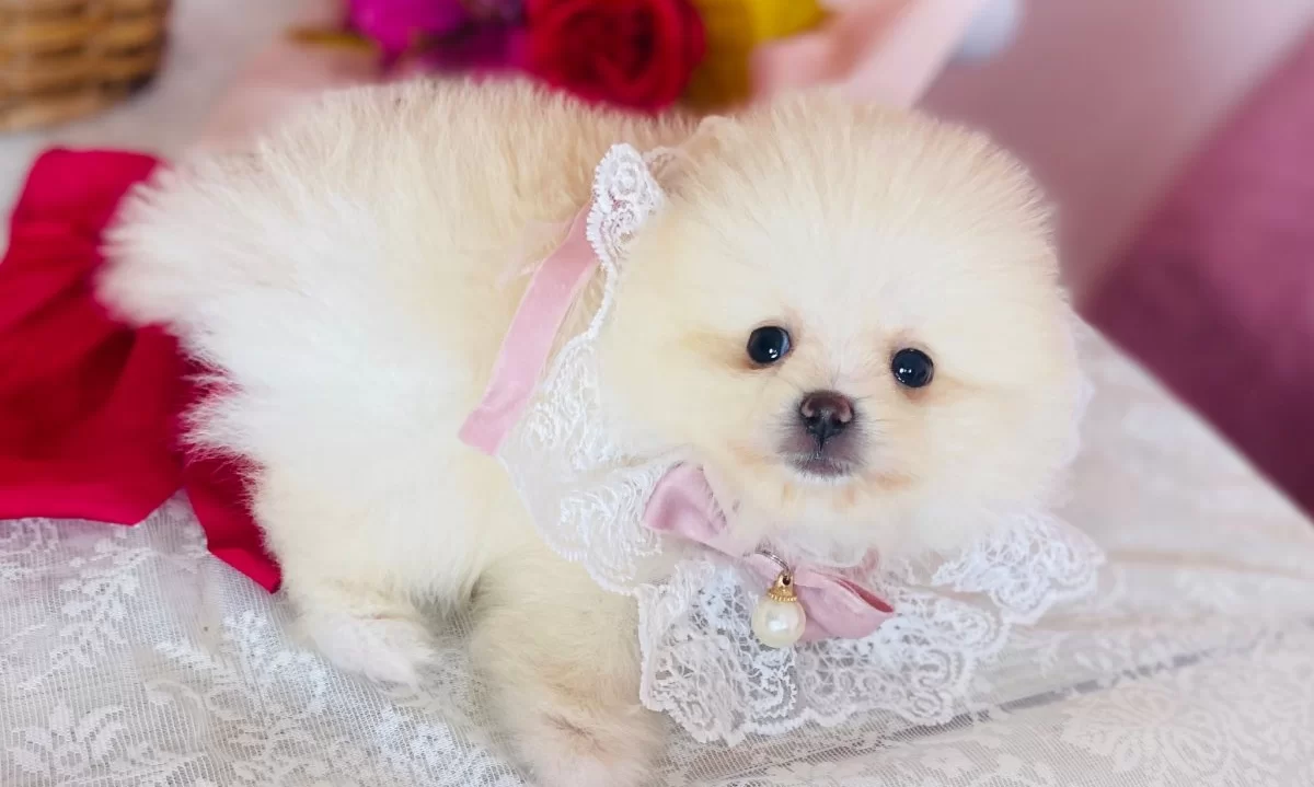 Pomeranian Boo Yavrularımız