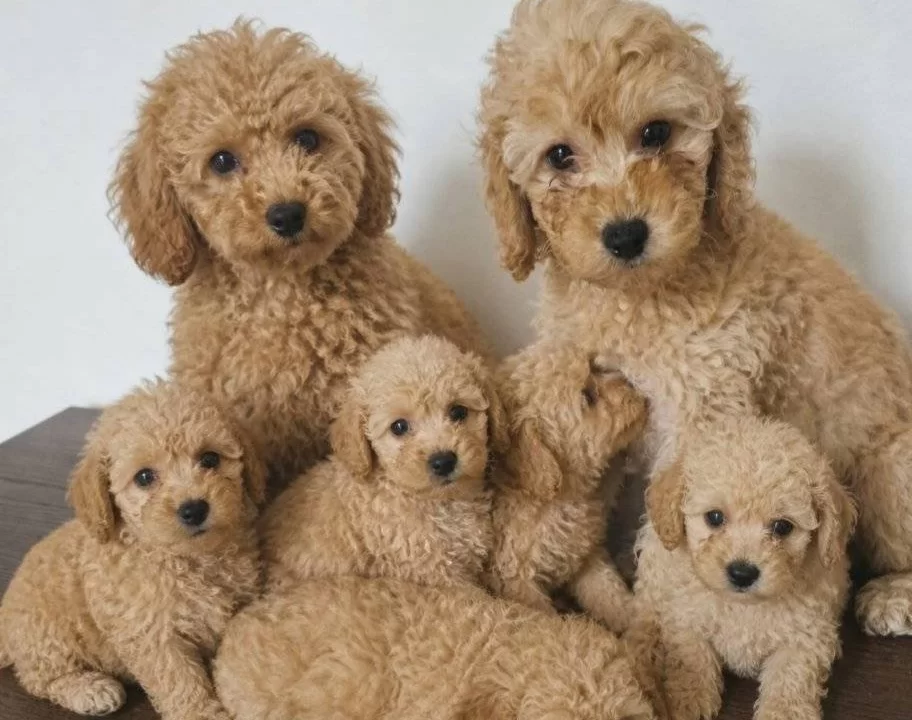 Toy Poodle Bebeklerimiz