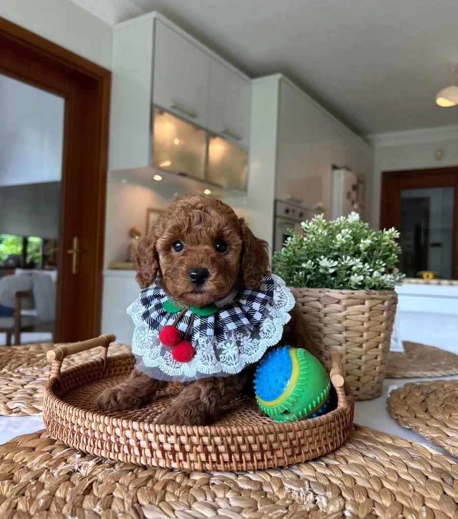 Ev Dogumu Poodle Bebekler