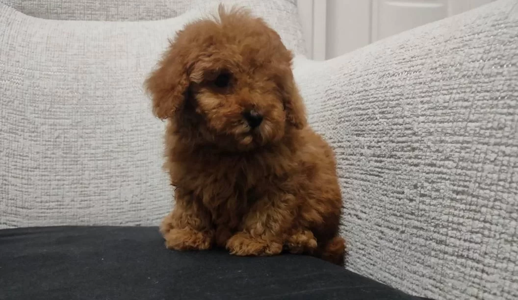 Uygun Mini Boy Poodle Yavrular