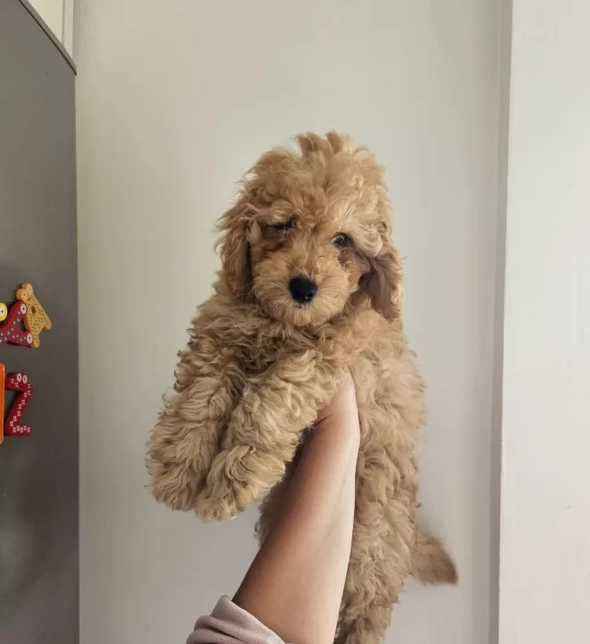 Orjinal Kıvırcık Karamel Poodle