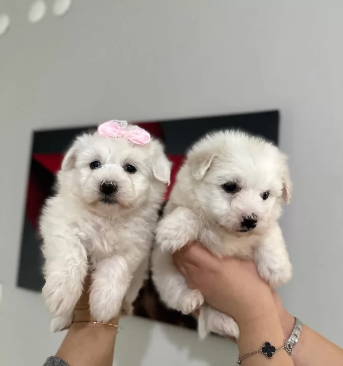 Numara Maltese Yavrular
