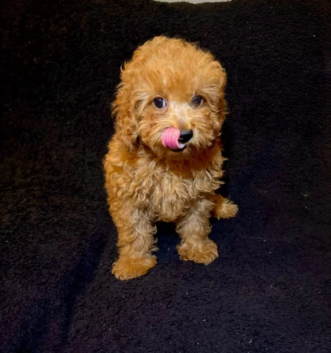 Teslime Hazır Poodle