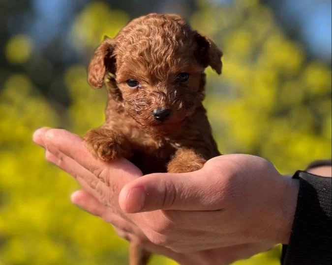 Mukemmel Toy Poodle Yavrularımız