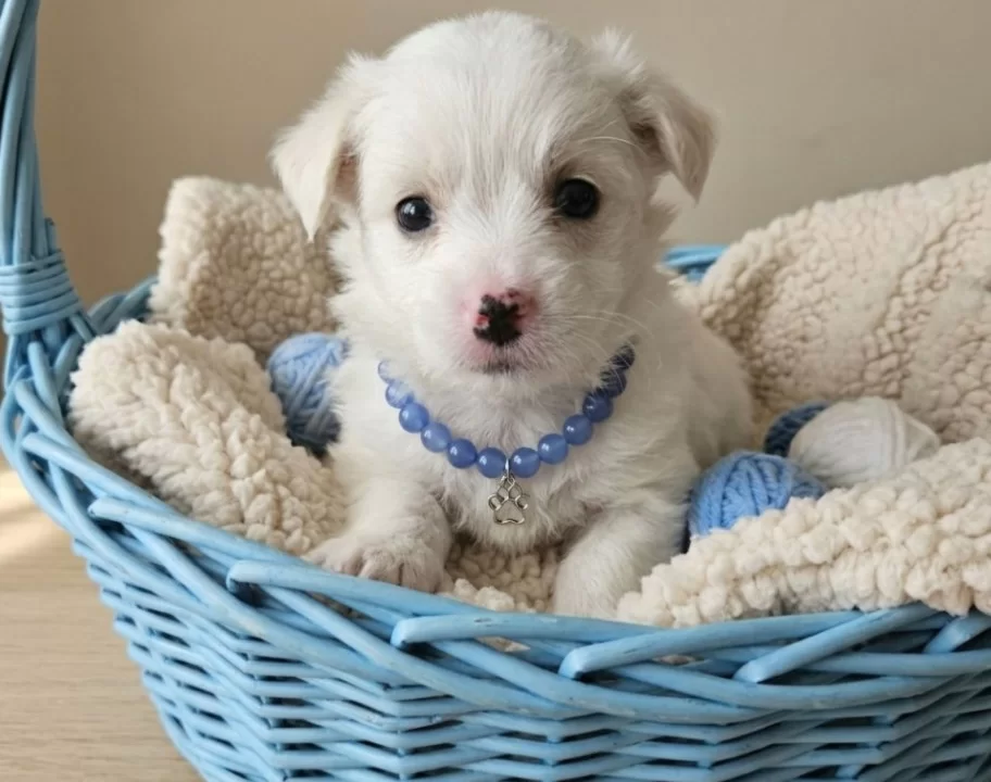 Terier Maltese Yavrular