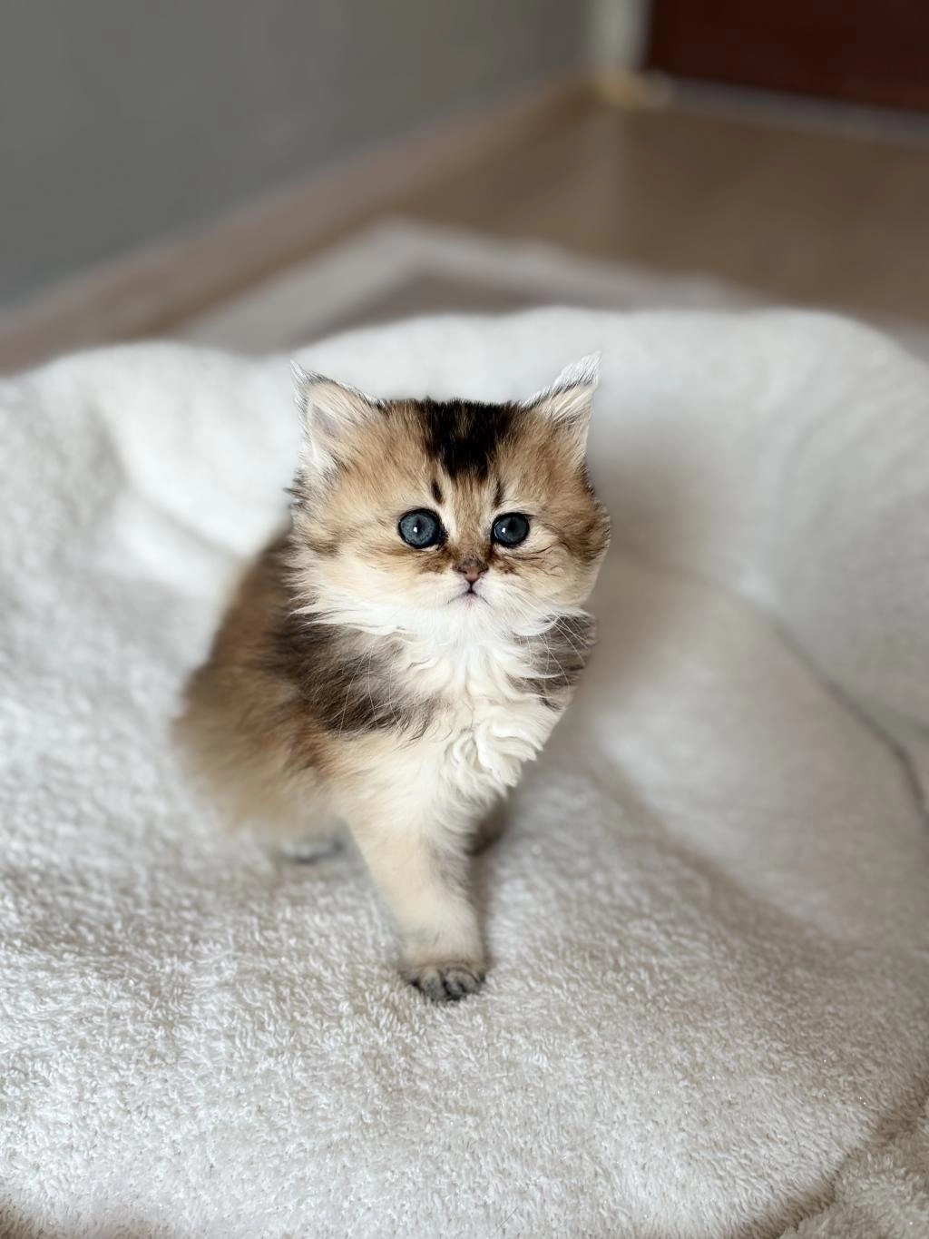 Golden British Longhair