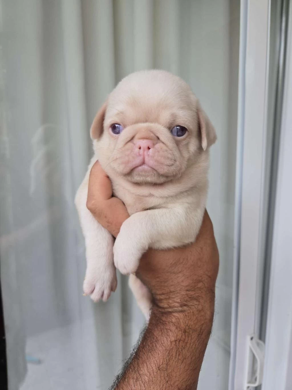 Mega Pug Güzeler Güzeli Pug Mops Türünün En İyisi #66554 | Petciler