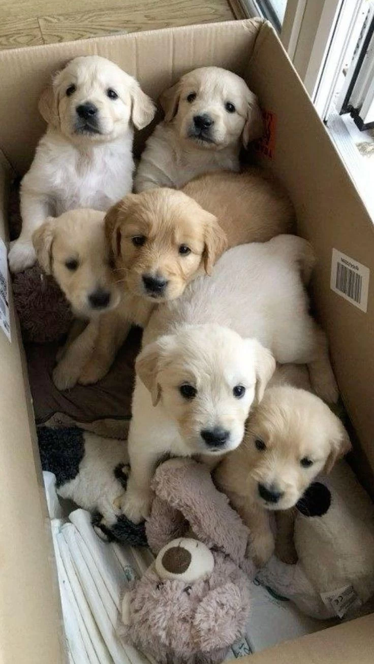 Tatliliktan Yikilan Golden Retriever