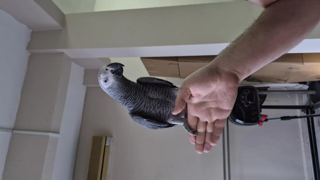 Evcil Uysal Jako Papağanı