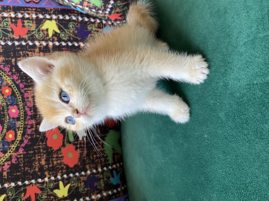 Golden British Shorthair Yavrusu