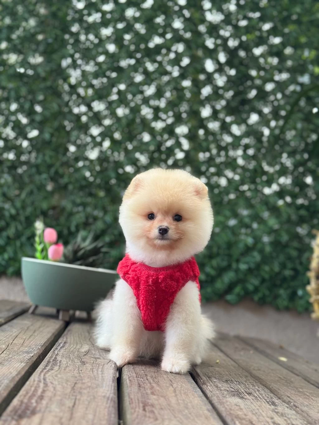 Sağlik Ve İrk Garantili Pomeranian Dişi