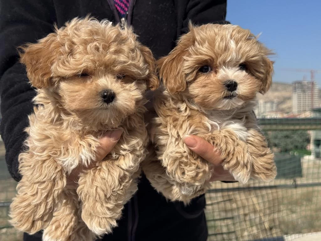 Petmode Köpek Çiftliğinde Ziyarete Açık Maltipoo