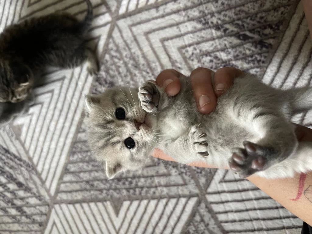 Dikkat Kedimiz Ücretlidir