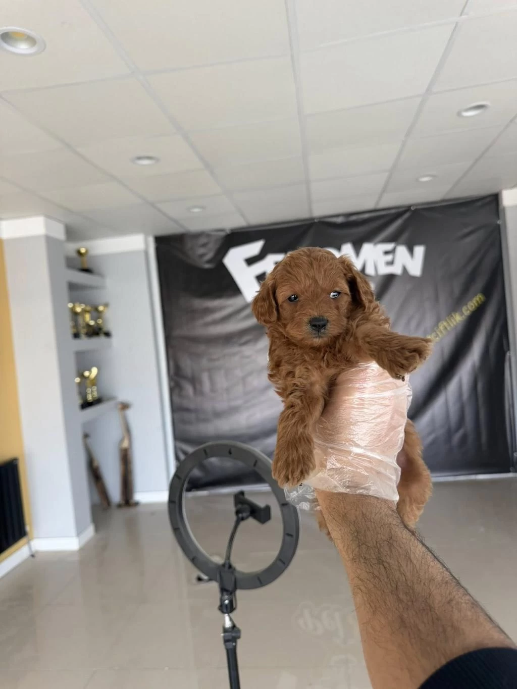 Maltipoo Yavrularımız Magazamizda Canli Görün