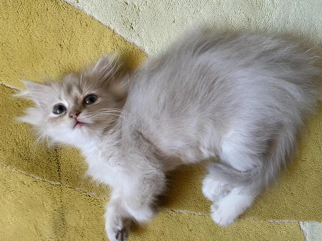 British Longhair Kedisi Erkek
