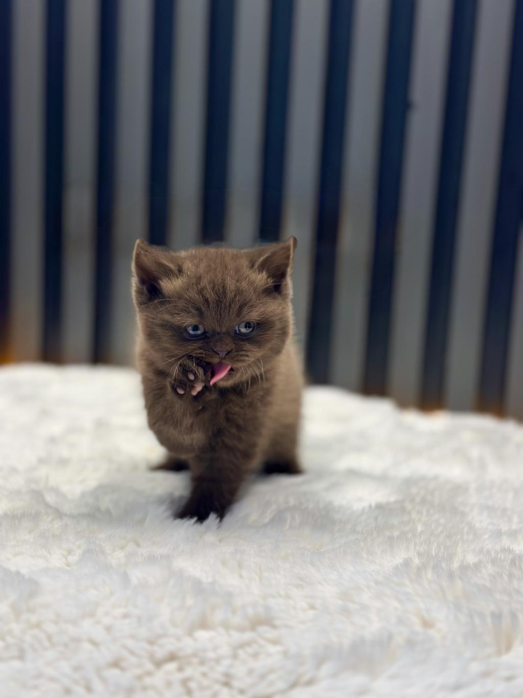 British Shorthair Cinnamon Kahve Renk Chocolate