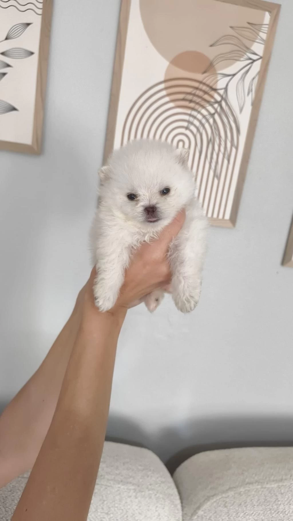 Pomeranian Boo Erkek Ve Dişi Yavrularımız