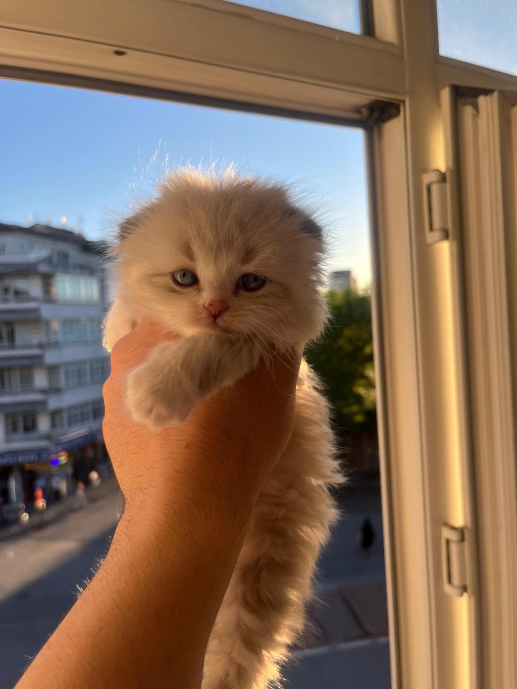 Kuru Mamaya Ve Kum Kabına Alışkın Sevimli Kedidir