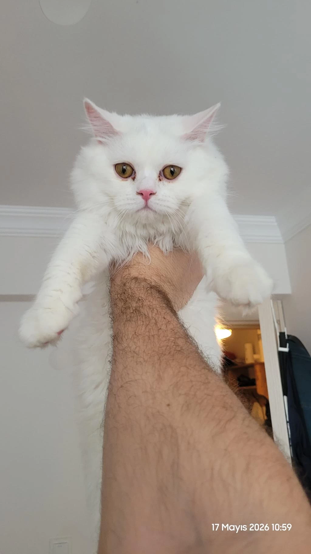 Beyaz British Longhair 5 Aylık