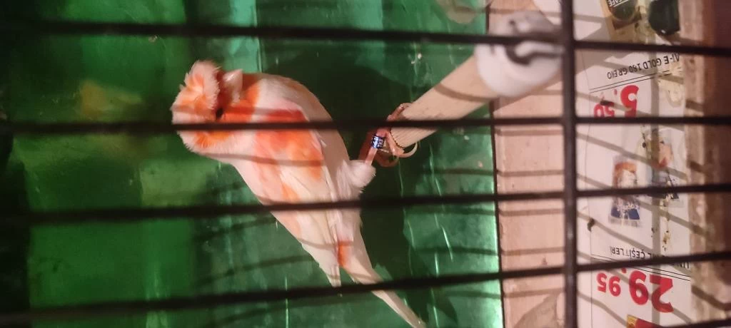 Harika Ötümlü Alman Tepeli Kanaryalar
