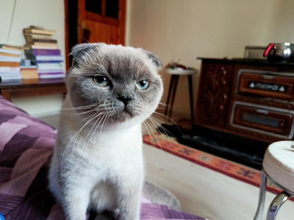 Çok Uysal Bakimli Temiz Eğitimli Güzel Gözlü Scottish Fold