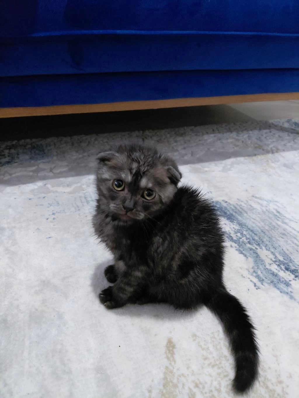 Sahibinden Sahiplendirilecek Scottish Fold