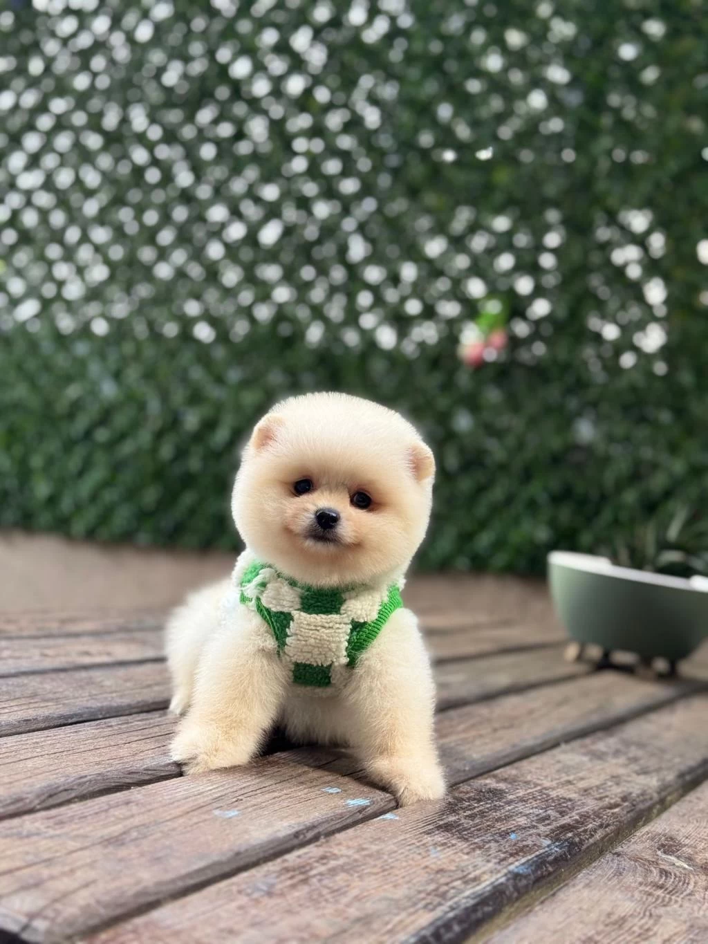 Sağlik Ve İrk Garantili Pomeranian