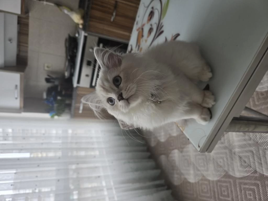 6 Aylık Kedimi Sahiplendireceğim