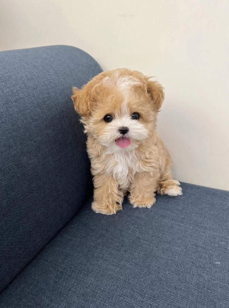 Vecihiden İrk Ve Sağlık Garantili Mini Kore Maltipoo