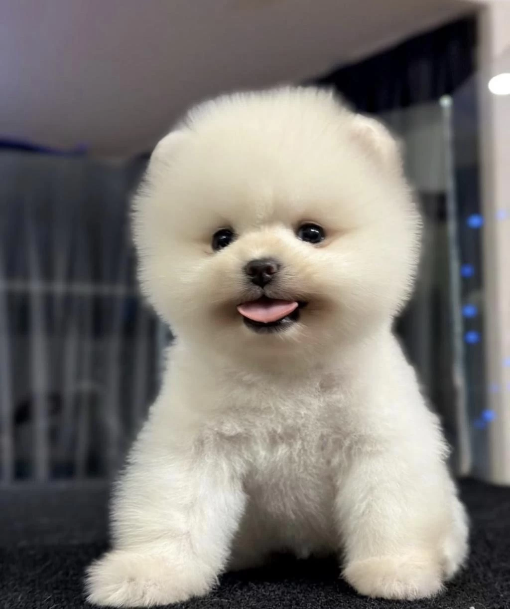 Pomeranian Boo Köpeği