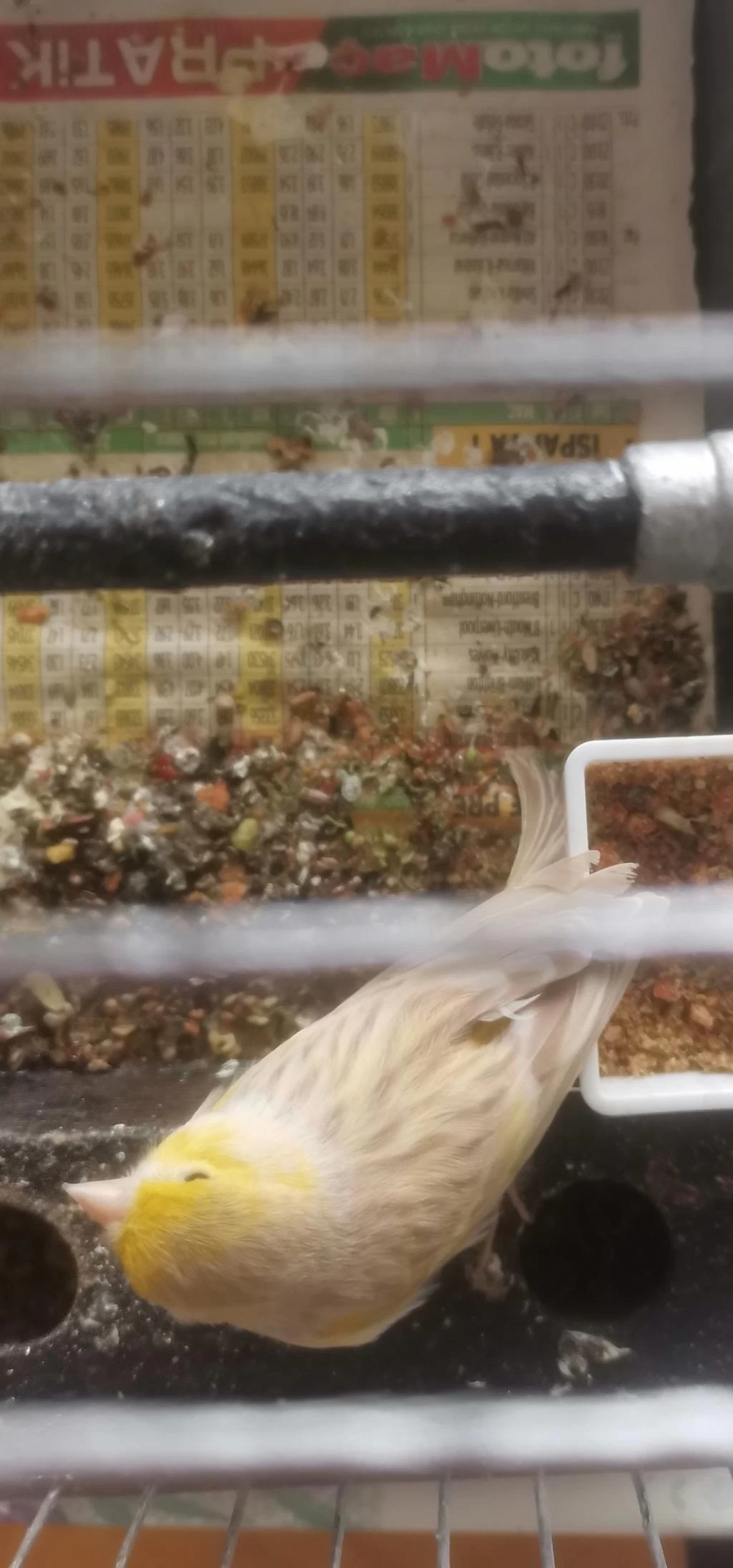 Erkek Sari Saten Kanarya