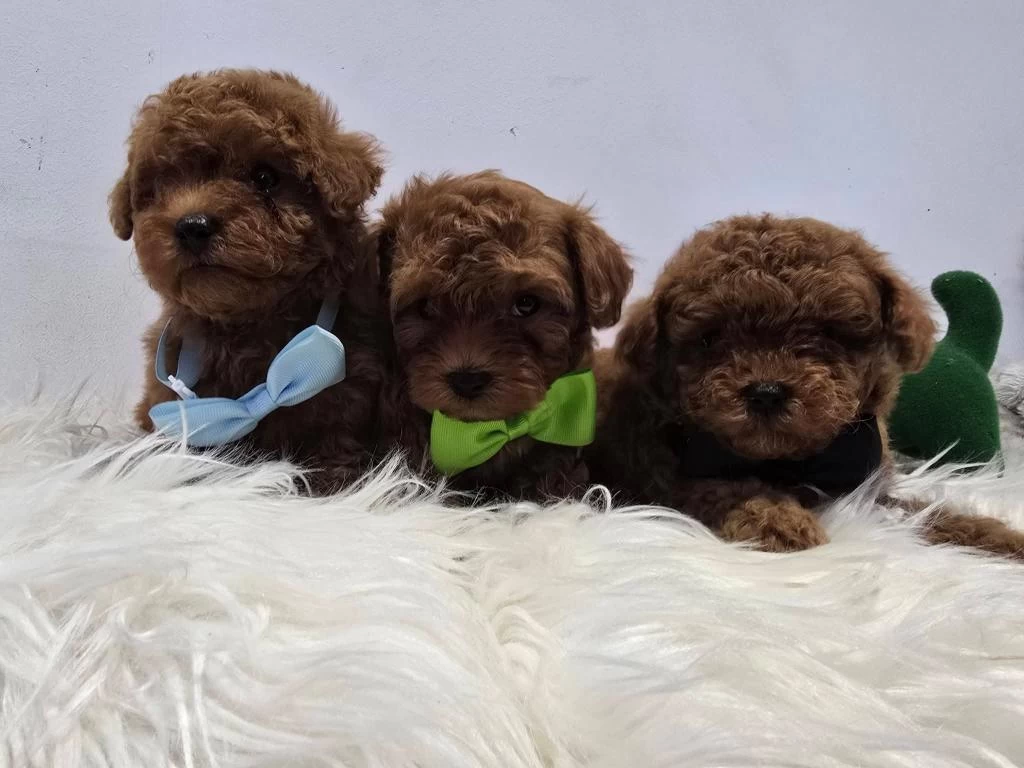 Maltipoo Yavrularımız