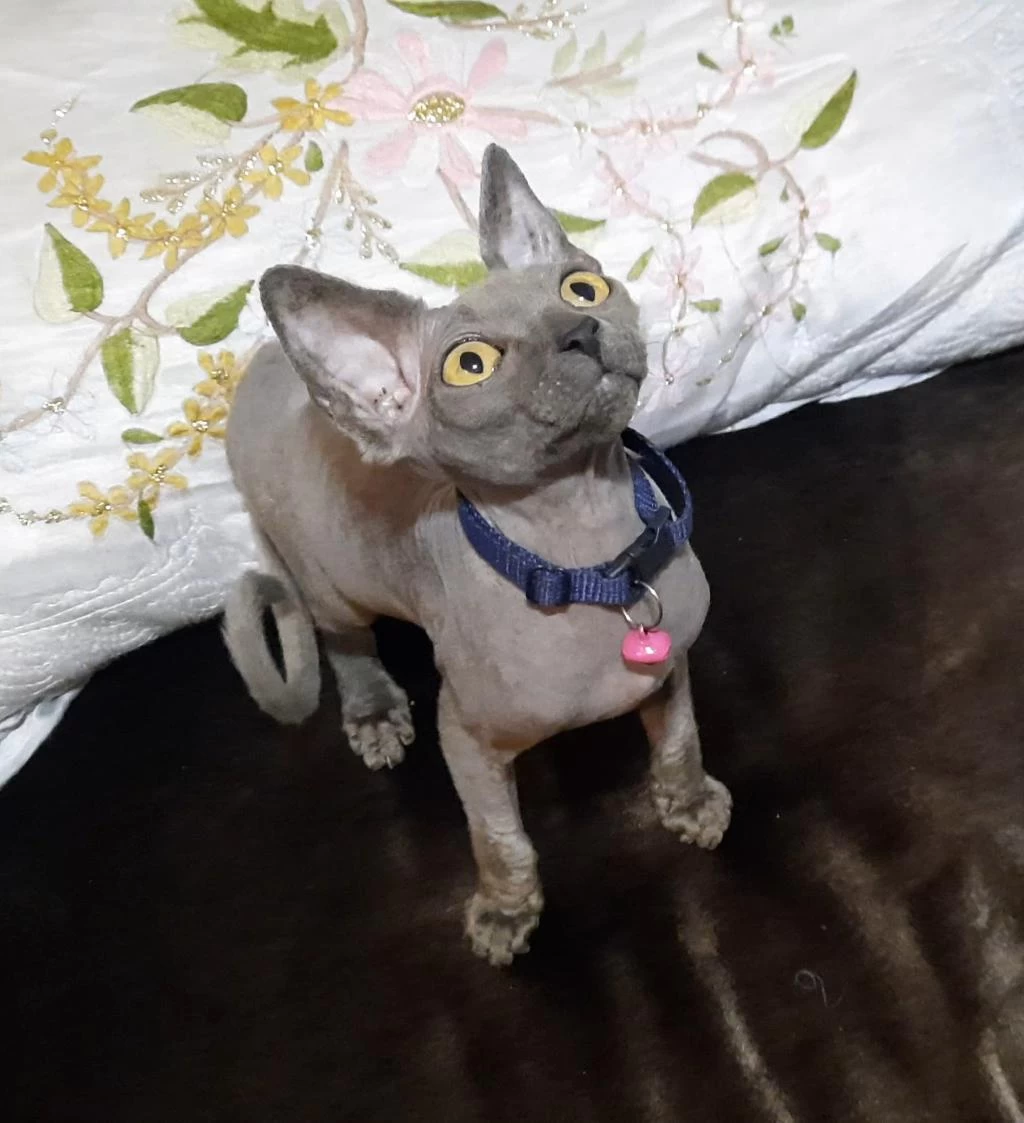 Tüy Alerjisi Olupta Kedi Severlere Müjde Sfenks