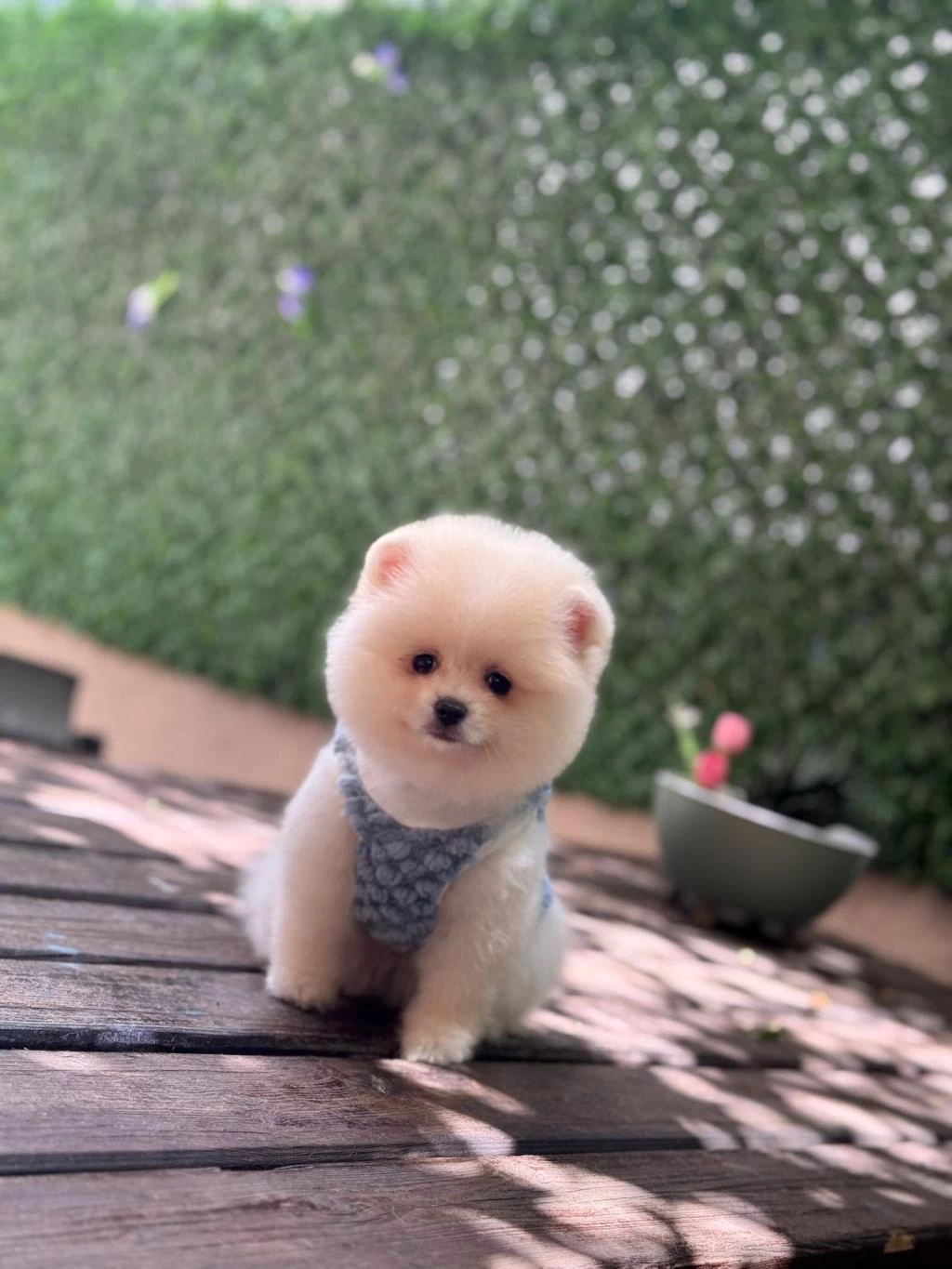 Yavru Pomeranian Boo Köpeklerimiz