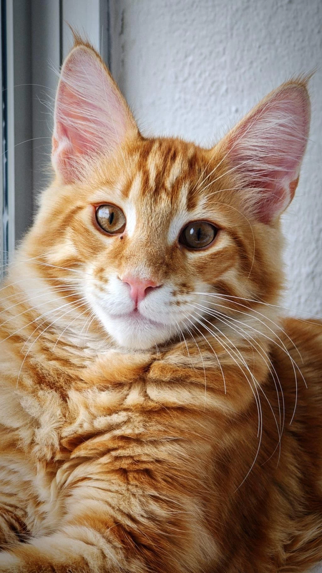 Xxxl Maine Coon Erkek Sari Özel Renk