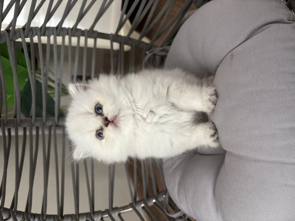 Peluş Tüylü British Longhair Dişi