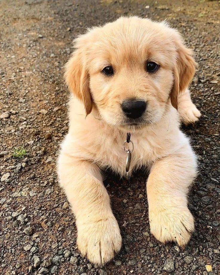 Golden Retriever Yavrularımız