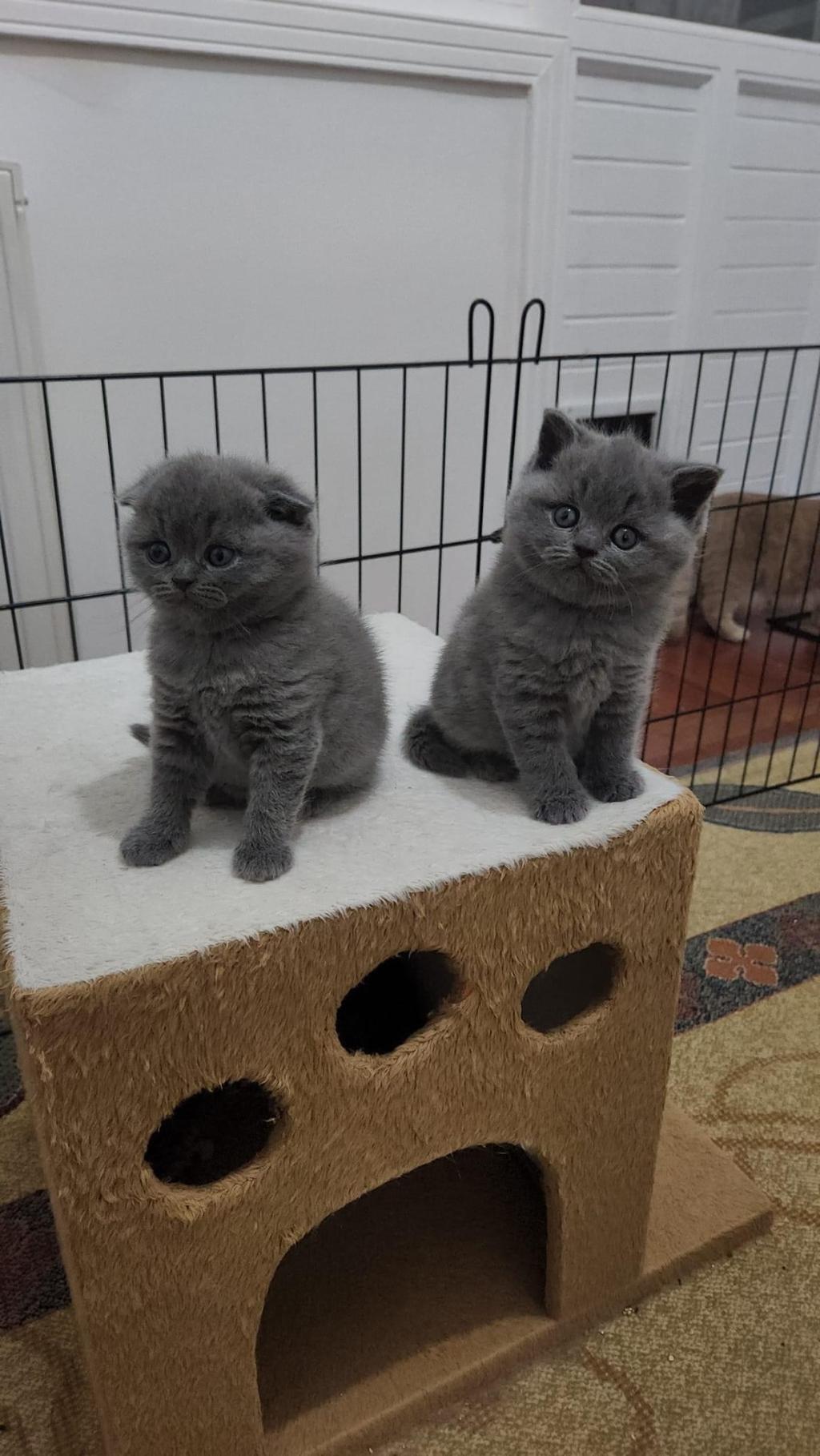 Koca Kafa Baby Face Scottish Fold Yavruları