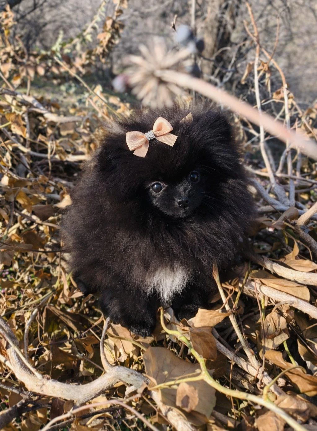 Mikro Teacup Boy Teddy Bear Sevgi Dolusu Pomeranian